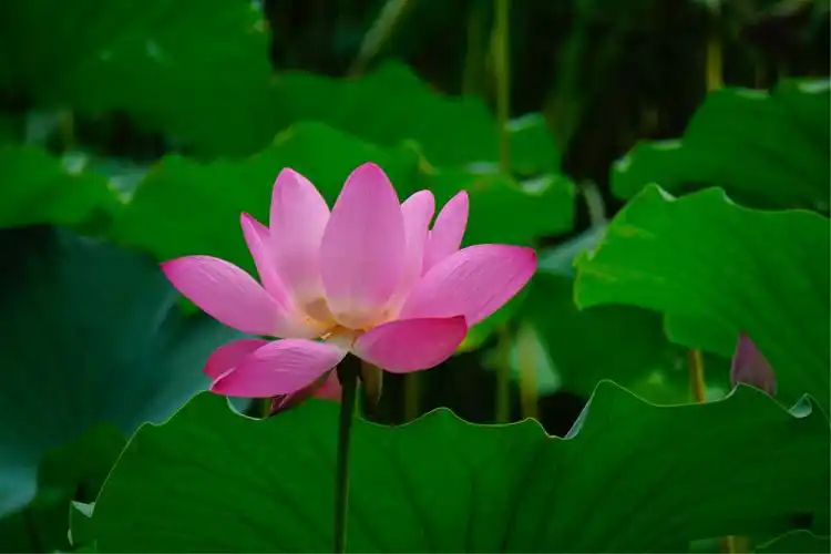 首拍荷花初体验-不那么仙