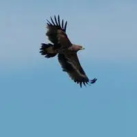 草原雄鹰微信头像_微信头像图片大全