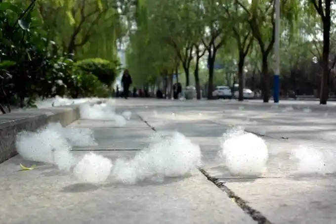 杨柳絮乱飘怎么治? 看看专家怎么说