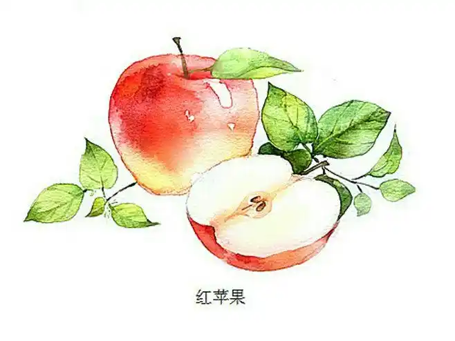 水彩 苹果