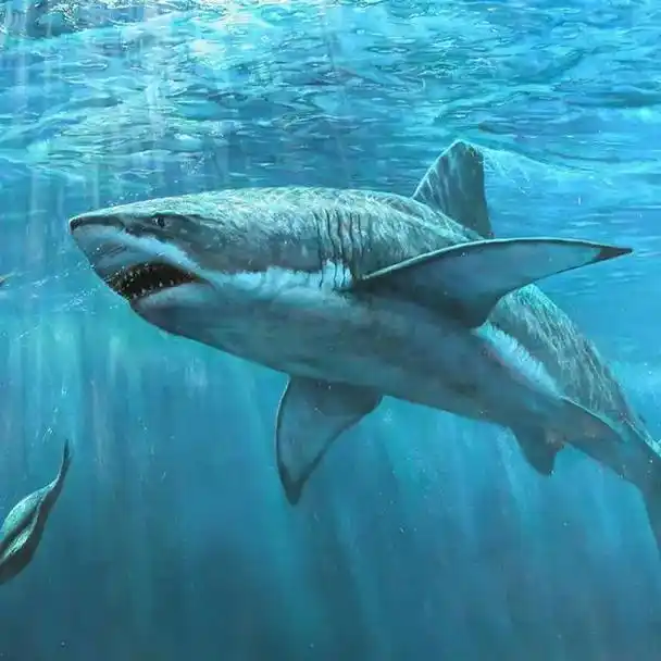 百科:鲨鱼的牙齿有多长?鲨鱼的一颗牙齿大概在5-16厘米左右 - 抖音