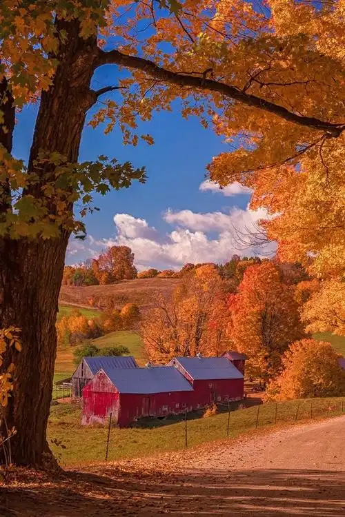 壁纸 美丽的秋天,树木,道路,村庄,房屋 1920x1200 hd 高清壁纸, 图片