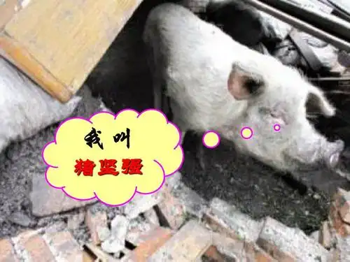 我叫 猪坚强