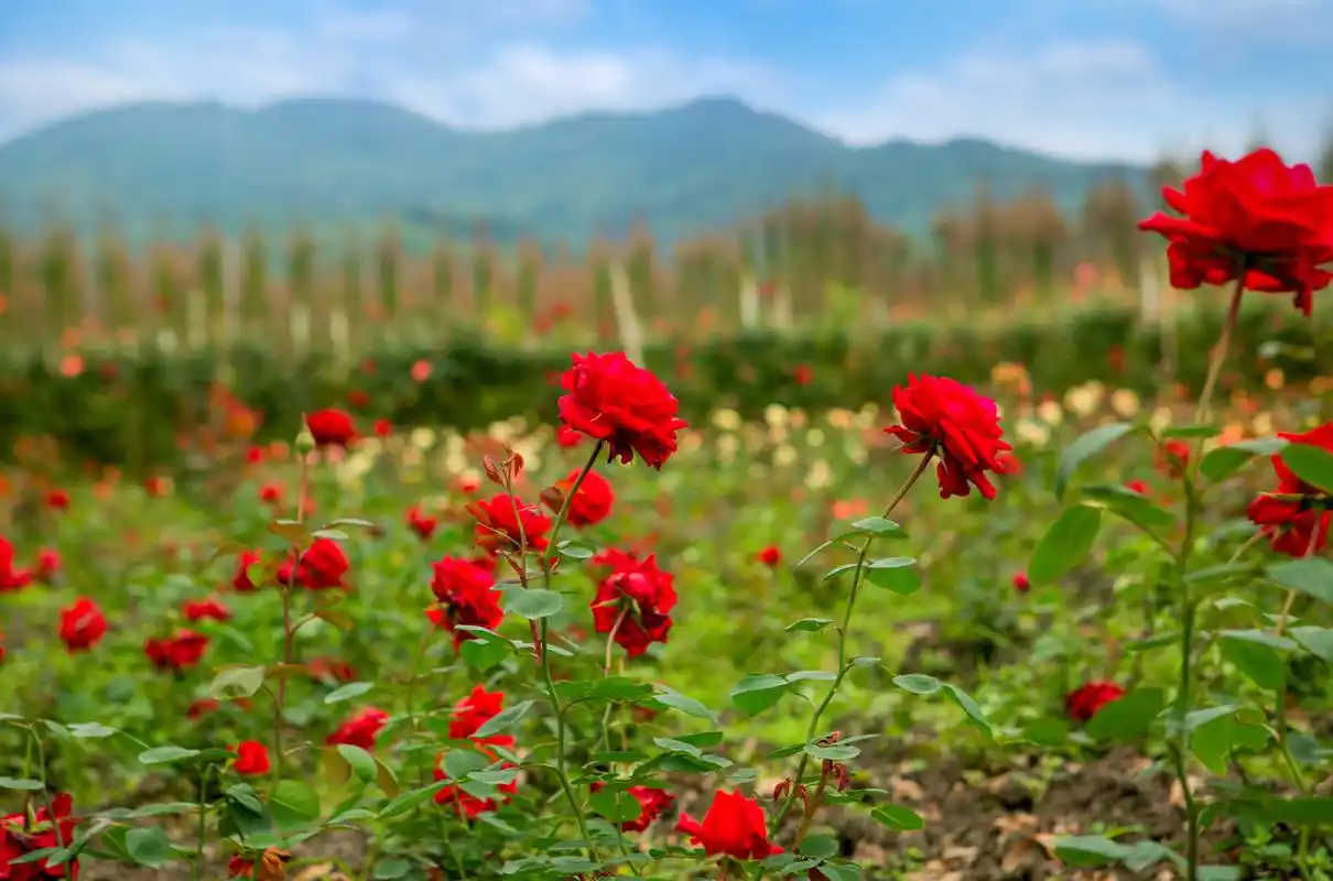 重庆秀山龙凤花海玫瑰之约
