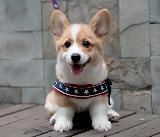 现在越来越多的人养狗了,而狗狗的品种很多,大多数人都会选择柯基.