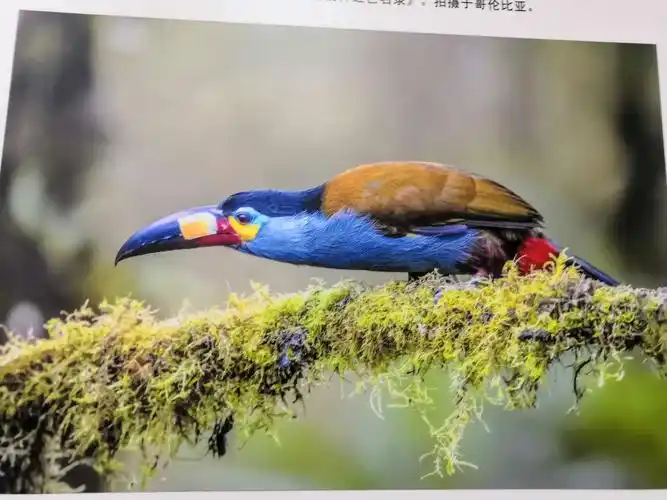 难得一见的世界珍稀鸟类摄影展