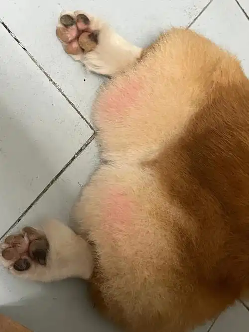 柯基  #长毛柯基  #柯基日常  #柯基屁股