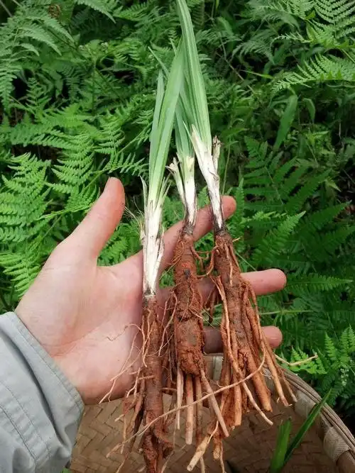 2021新货官方旗舰四川山区小叶仙茅仙毛草种苗仙矛独