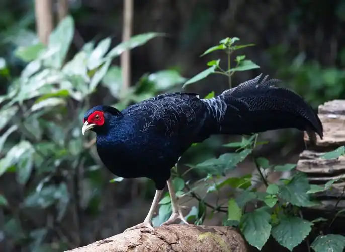 三年所拍摄的国家一,二级保护动物共六十三种,汇编成集