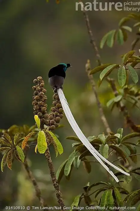 绶带长尾风鸟(astrapia mayeri)的超长尾羽
