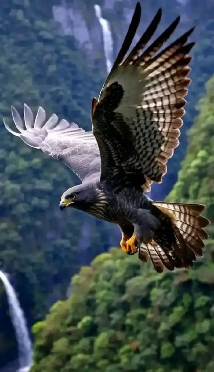 雄鹰展翅,鹏程万里,前程似锦.