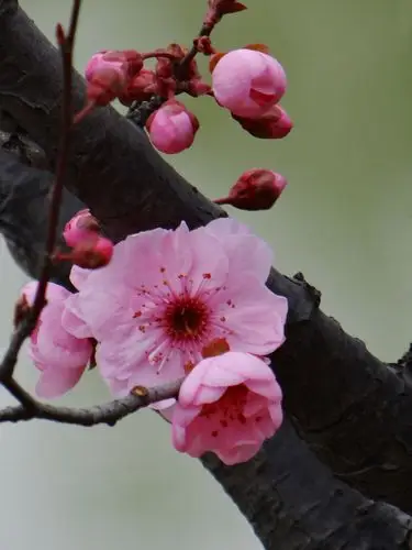 我的花花世界-梅花篇