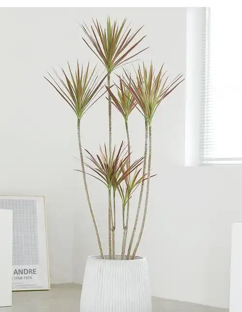 网红千年木盆栽日系风格花卉室内绿植大型植物客厅大盆栽净化空气