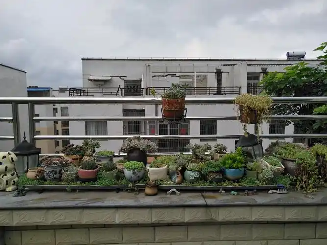 都市农妇的楼顶花园梦(多肉篇)