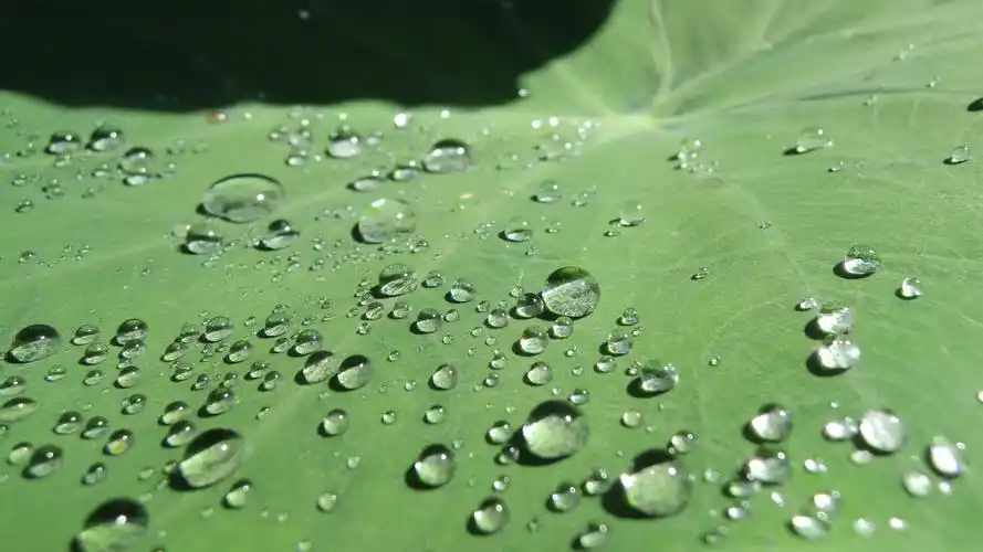 荷叶上的水珠露珠,高清图片,电脑桌面-壁纸族