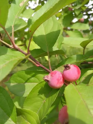 夏花般的绚烂～北美海棠