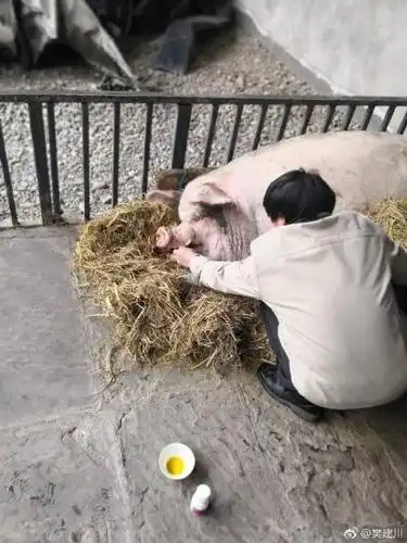 图为"猪坚强"现状(图据樊建川微博). 钟欣 摄