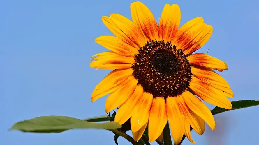 金色的向日葵图片桌面壁纸