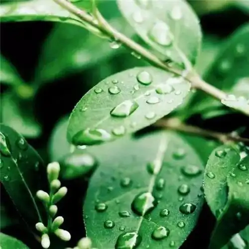 绿叶头像图片大全 清新唯美的绿叶图片微信头像