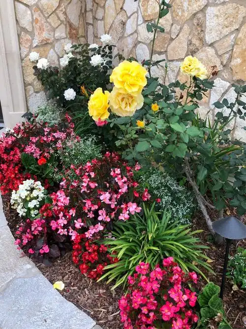 自家花园里的花