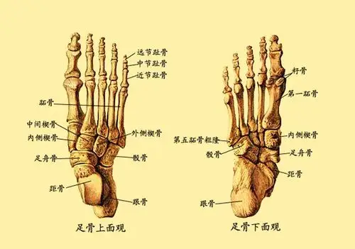 (3)有35%的欧美人,脚掌的第五趾骨(小脚趾)有两节,65%的有三节;(2)有