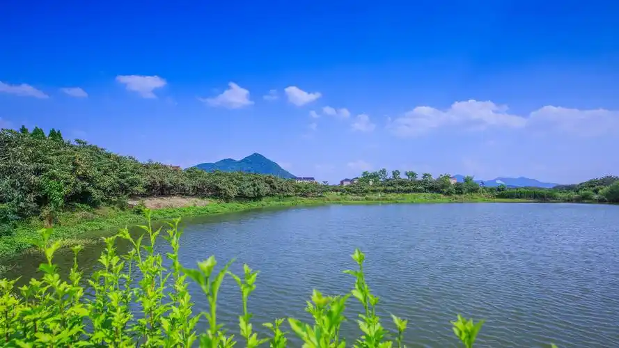 中国枇杷四大产地之一,风景优美,枇杷口感特别好