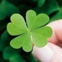 四叶草微信头像【点击鼠标右键下载】