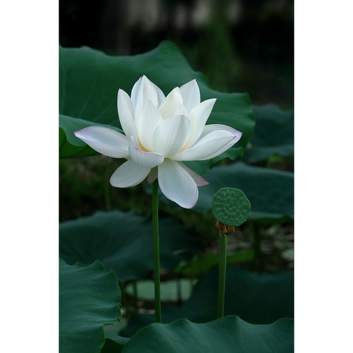 白色荷花图片(1张) - 高清原创摄影