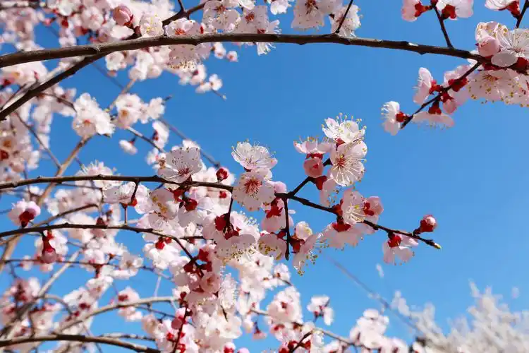 20余万株野杏花绽放漫山遍野95后大学生为网友直播美景
