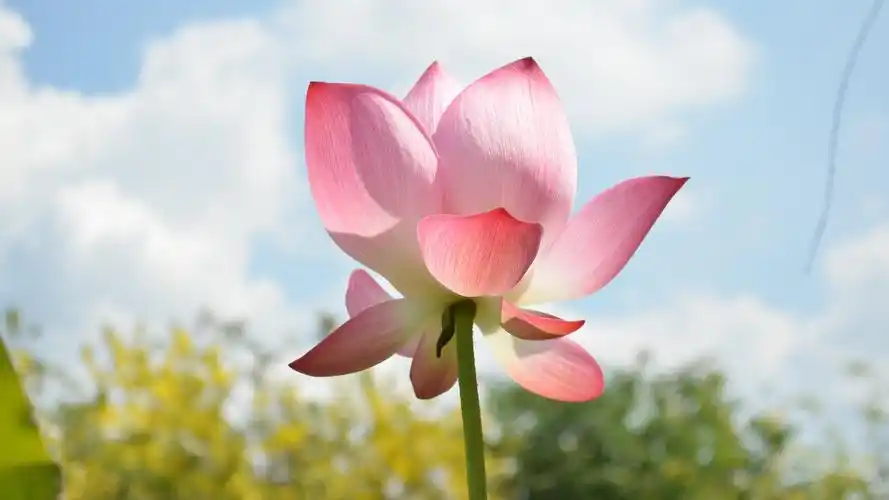 植物图片,唯美意境,植物,花朵,花瓣,唯美,电脑壁纸,壁纸夏天的荷花