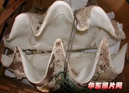 夹住了有些电视剧拍的是这种贝能把一个人藏里面由两扇贝壳组成叫什么