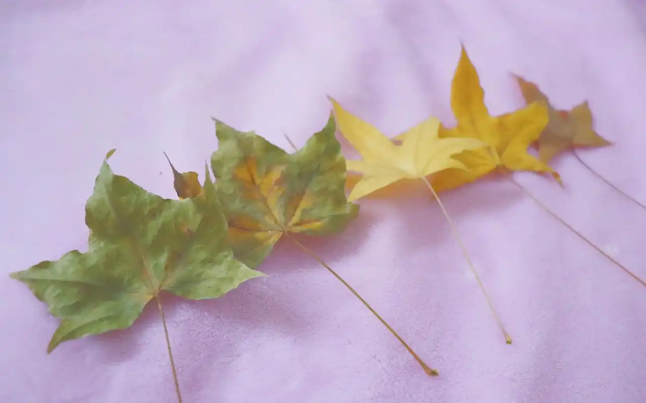 小清新家居静物图片桌面高清壁纸