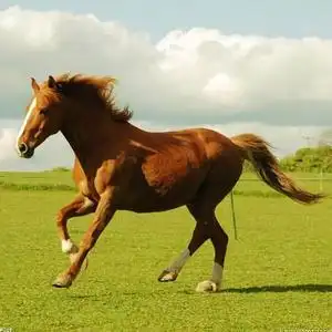 一只理智骏马头像