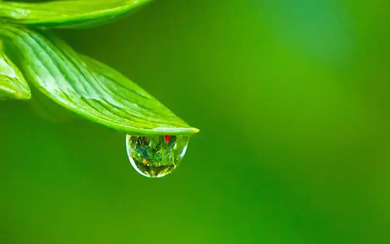 绿色背景树叶护眼壁纸大全最高清壁纸库【chirenshuomeng1】【护眼