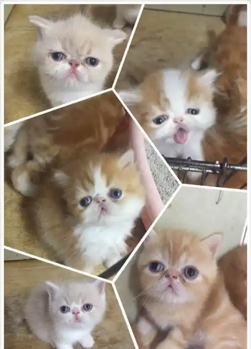 英短蓝猫公另售加菲—沈阳短毛猫