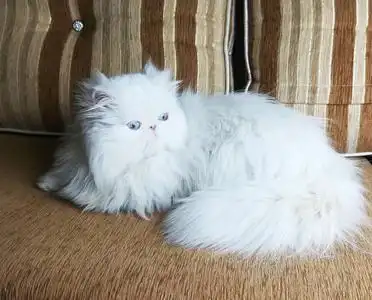 白色毛茸茸的波斯猫在沙发上. 蓝色的眼睛蓬松的尾巴. 可爱的小猫.