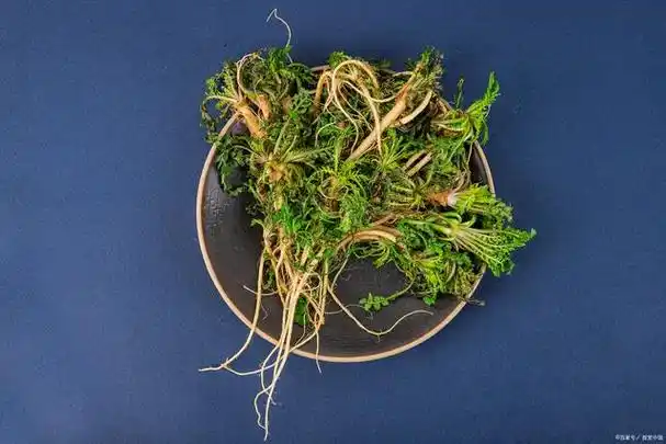 荠菜根的功效与作用