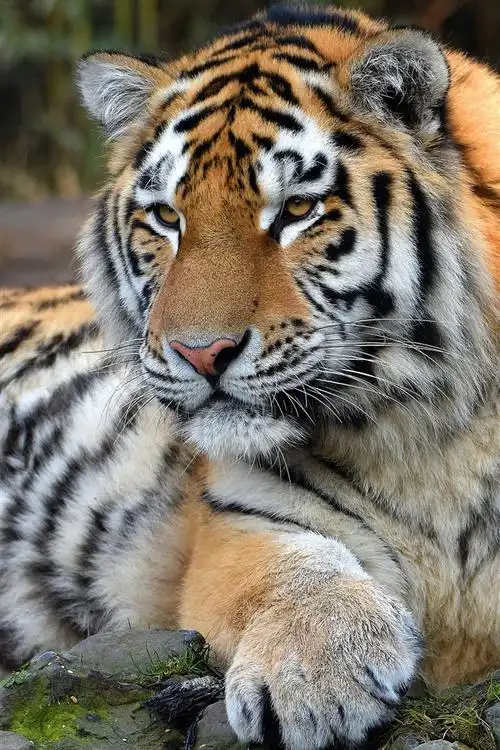 老虎,野生动物,正面图 4k