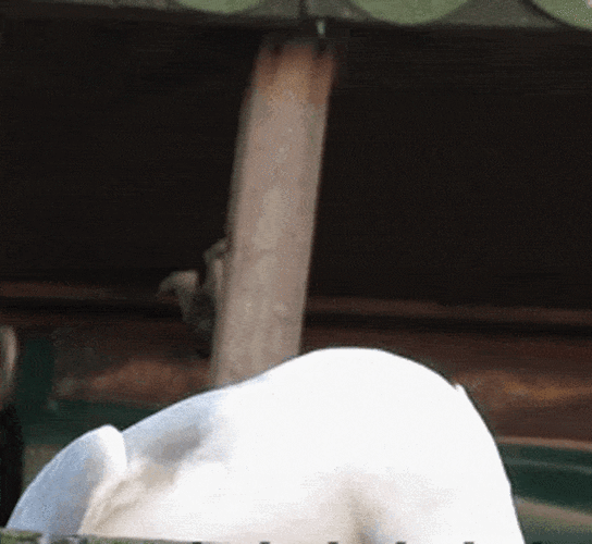 640_588gif 动态图 动图