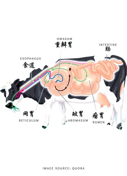 90揭秘牛的神奇四胃系统!