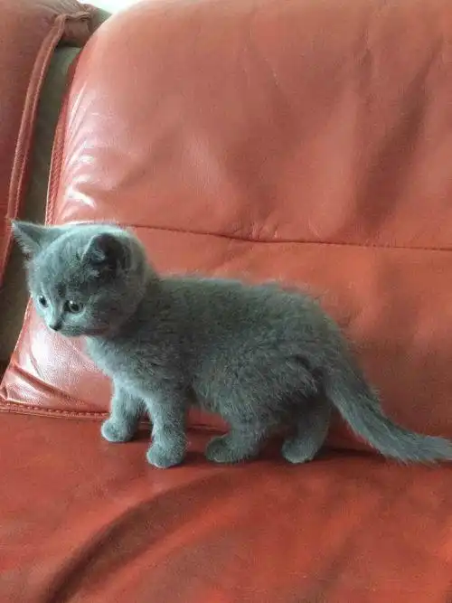 这只英短母蓝猫纯不纯?有什么缺陷吗?