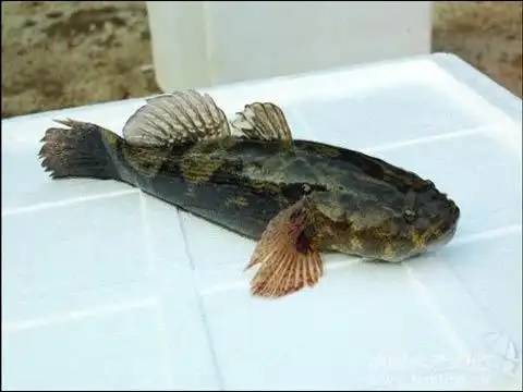 笋壳鱼价格下滑