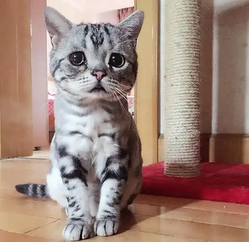 中国小猫可怜相融化人心火爆社交网站