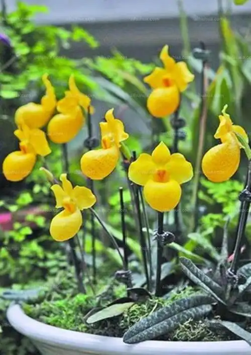 杏黄兜兰图片_冬季的杏黄兜兰图片大全 - 花卉网