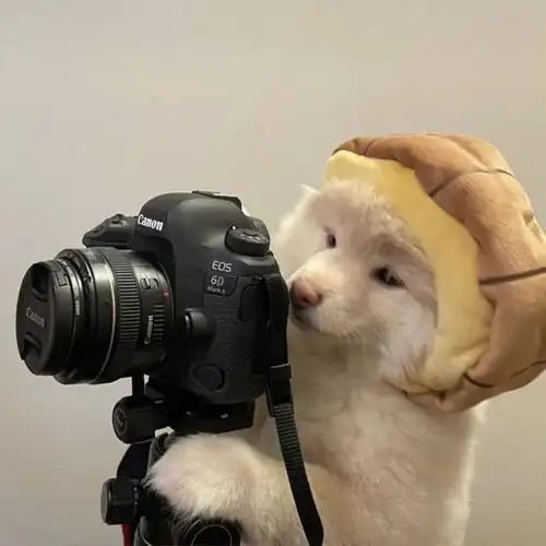 搞笑,沙雕,头像,美女,狗狗,萌宠