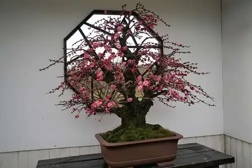 "香雪海"梅花盆景展