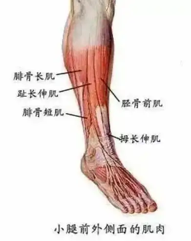 它起于胫骨上端内侧