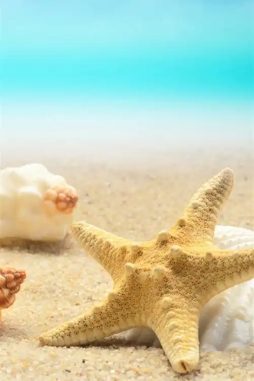 贝壳,海星,海滩,大海 4k