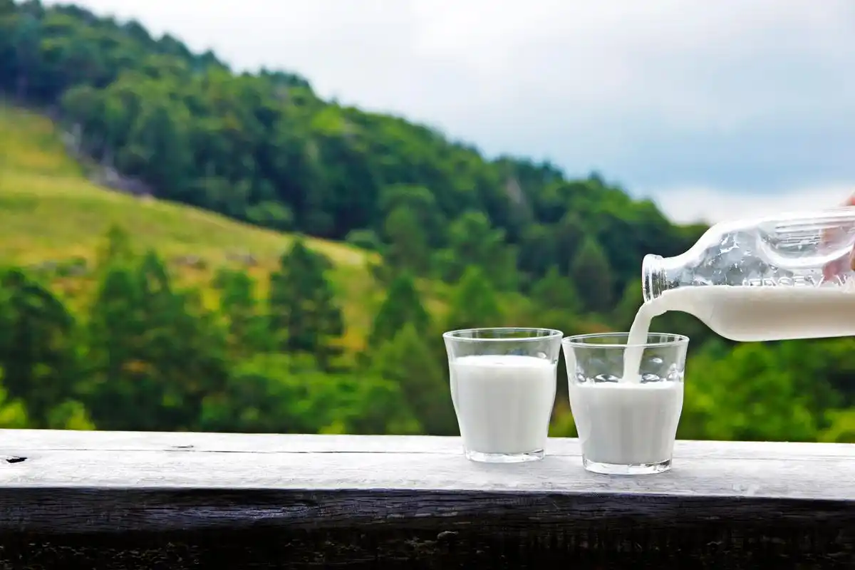 德语阅读:关于牛奶的十个事实