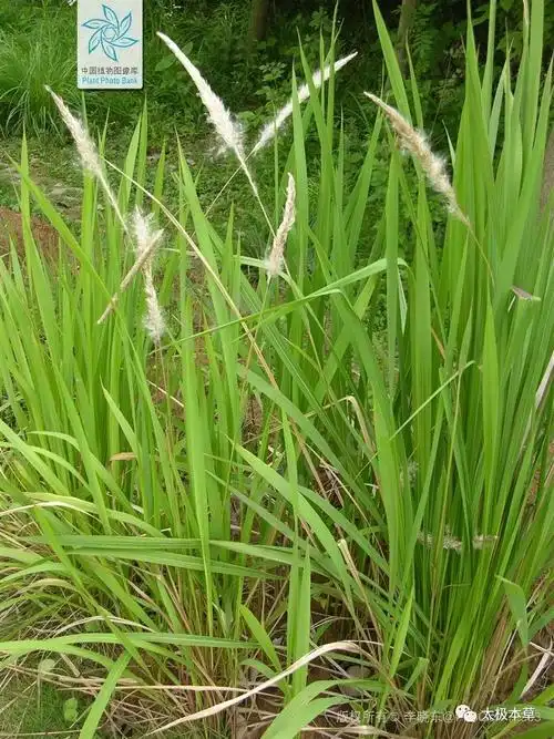 一根白茅根17种病皆可治疗